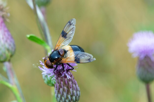 Volucella inanis gele vlieg op een roze bloem