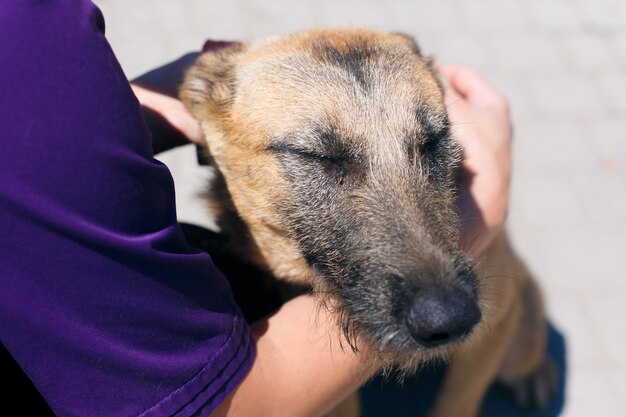 Volunteer caressing stray sad dog in shelter adoption\
concept