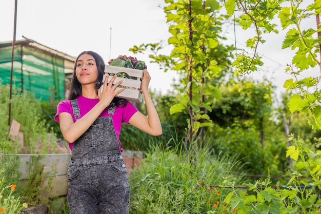 Volunteer in organic vegetables garden agriculture Venezuelan Latin woman harvesting urban garden