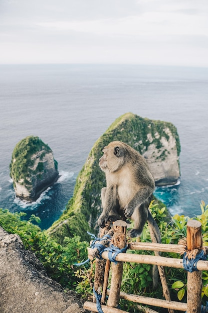 Volwassen aap spelen in de buurt van Kelingking strand op het eiland Nusa Penida Bali, Indonesië