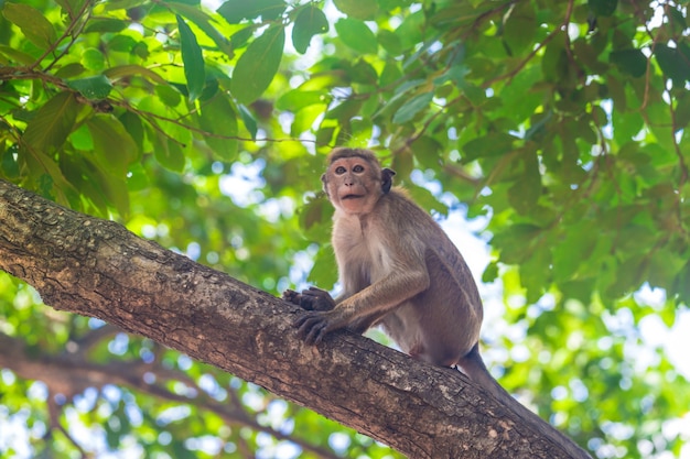 Volwassen aap zit op een tak in het bos van Sri Lanka