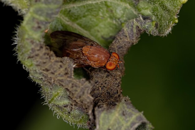 Volwassen Acalyptrate Fly of the Zoosubsectie Acalyptratae