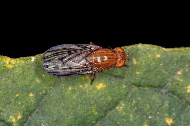 Volwassen acalyptrate fly of the zoosubsectie acalyptratae