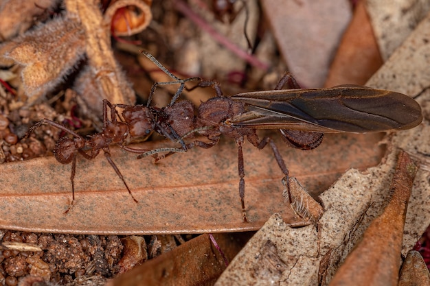 Volwassen Acromyrmex bladsnijder mier van het geslacht Acromyrmex