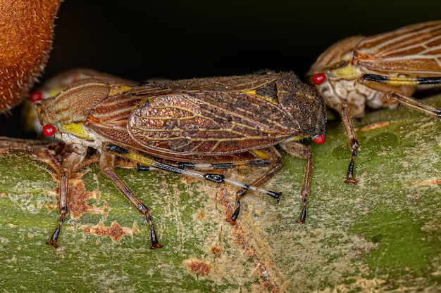 Volwassen Aetalionid Treehopper