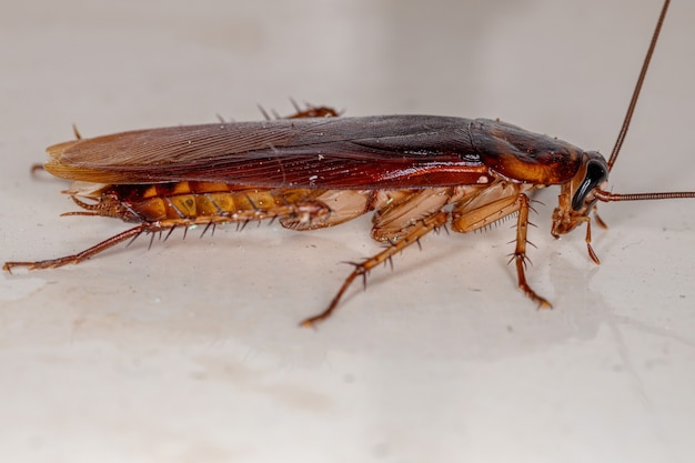 Volwassen Amerikaanse kakkerlak van de soort Periplaneta americana