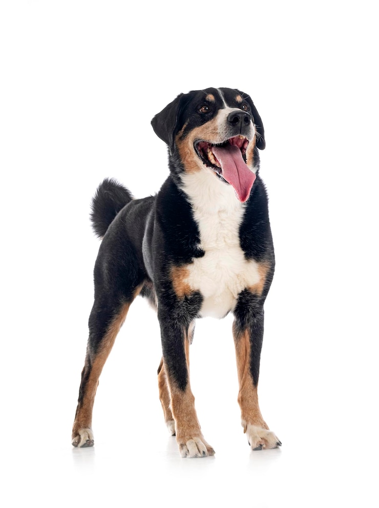 Foto volwassen appenzeller sennenhund voor witte achtergrond