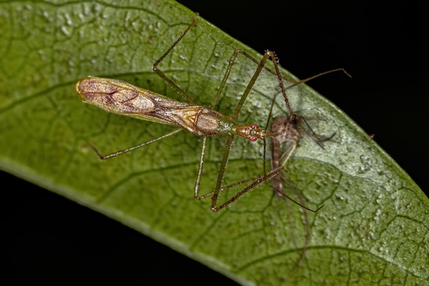 Volwassen Assassin Bug of the Tribe Harpactorini azen op een volwassen Culicine Mosquito van het geslacht Culex