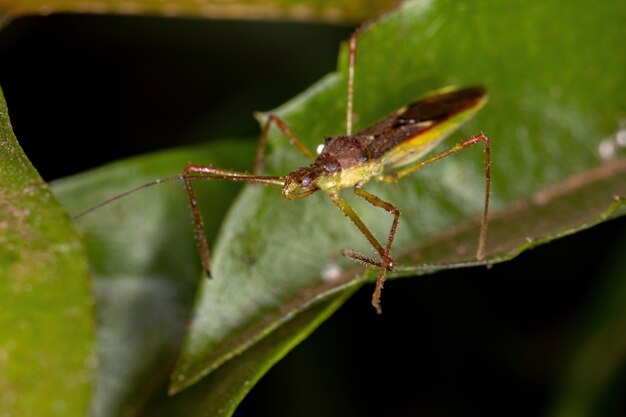 Volwassen Assassin Bug of the Tribe Harpactorini