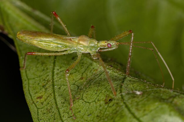 Volwassen Assassin Bug of the Tribe Harpactorini