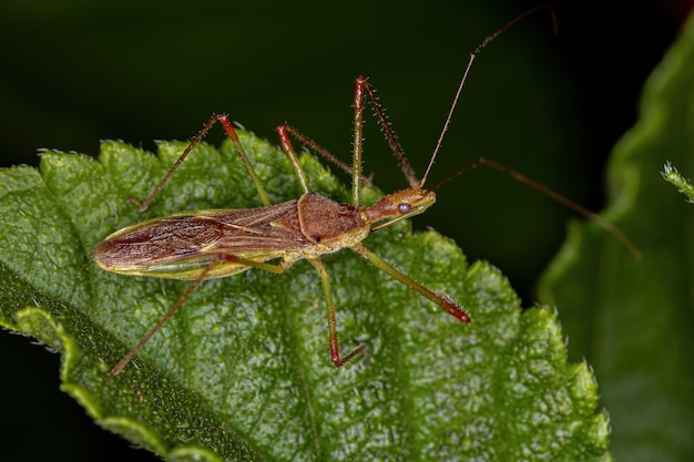 Volwassen Assassin Bug of the Tribe Harpactorini