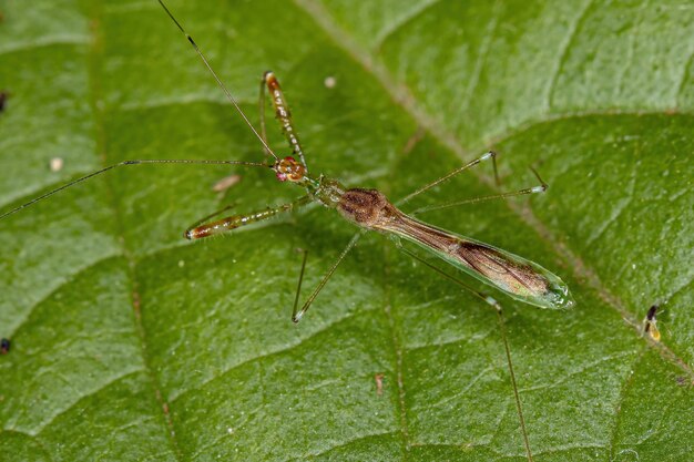 Volwassen Assassin Bug van het geslacht Bactrodes