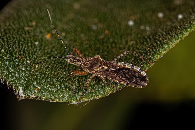 Volwassen Assassin Bug