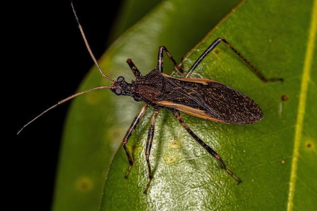 Volwassen Assassin Bug