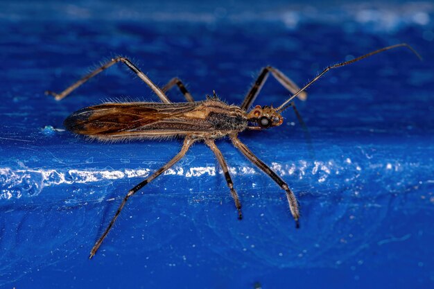 Volwassen Assassin Bug