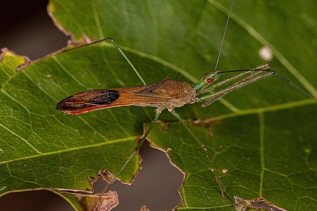 Volwassen Assassin Bug