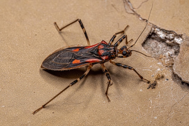 Volwassen Assassin Bug