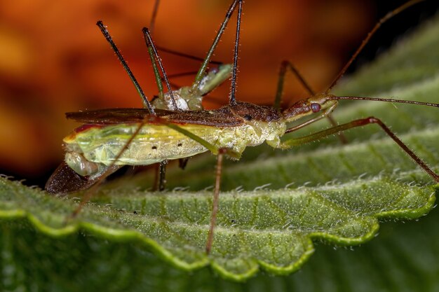 Volwassen Assassin Bugs van het geslacht Zelus copulerend