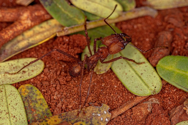 Volwassen Atta Leafcutter Ant