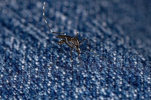 Volwassen Aziatische tijgermug van de soort Aedes albopictus