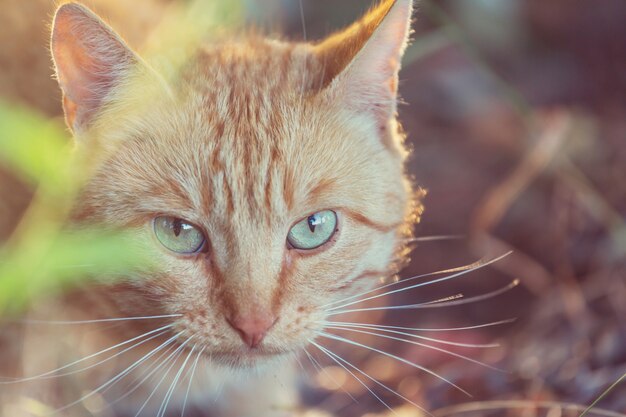 Volwassen binnenlandse kattenzitting in gras