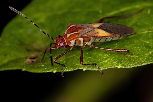 Volwassen bladvoetwants Hypselonotus interruptus