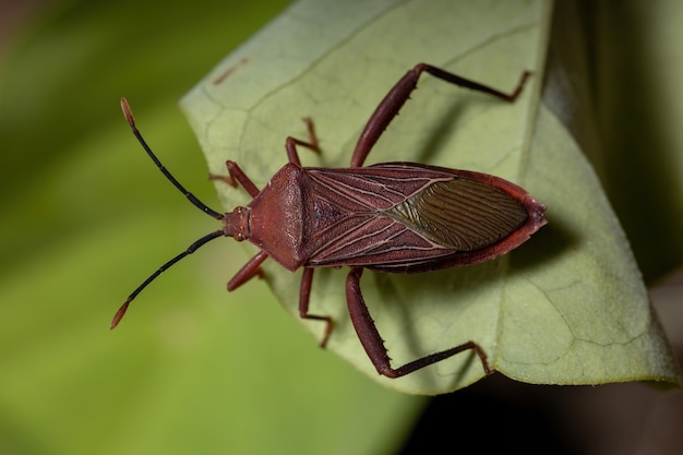 Volwassen bladvoetwants van de soort Athaumastus haematicus