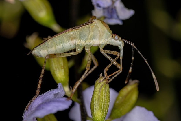 Volwassen bladvoetwants van het geslacht Hypselonotus op een hemelbloem