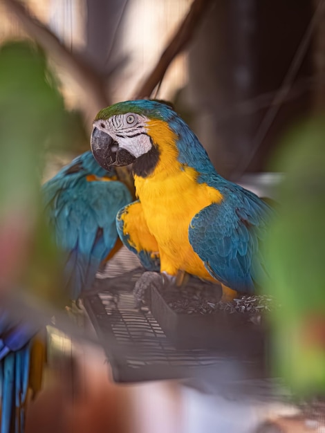 Volwassen blauwgele ara van de soort Ara ararauna gered om te herstellen voor gratis herintroductie