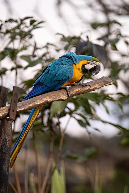 Volwassen blauwgele ara van de soort Ara ararauna