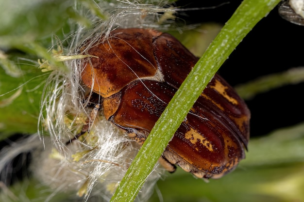 Volwassen bloem Scarabee van de stam Gymnetini