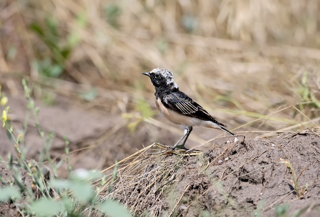 Volwassen bonte tapuit zit ter plaatse (Oenanthe pleschanka) in natuurlijke habitat