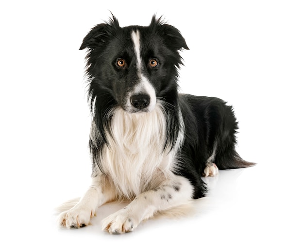 volwassen border collie