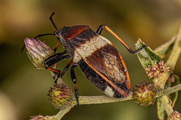 Volwassen borderplant bug