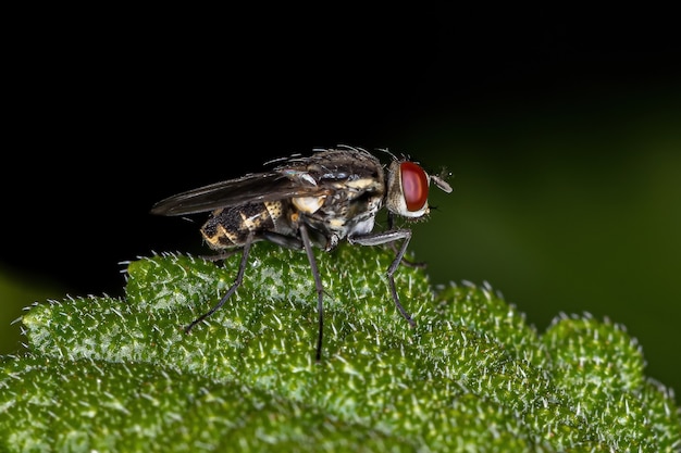 Volwassen Brachyceran-vlieg van de onderorde Brachycera