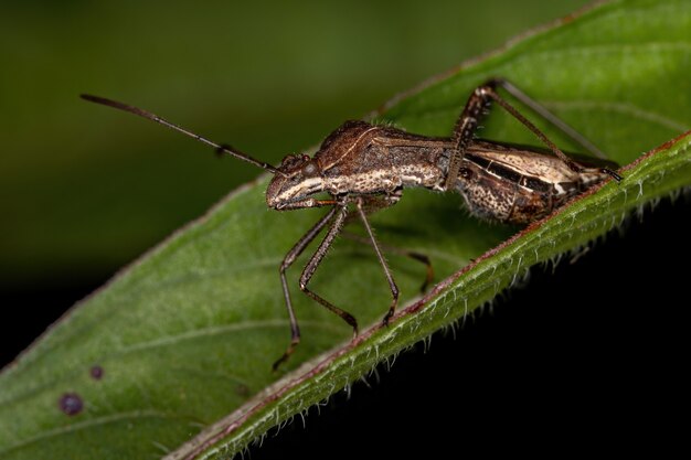 Volwassen breedkopwants van de soort Neomegalotomus parvus