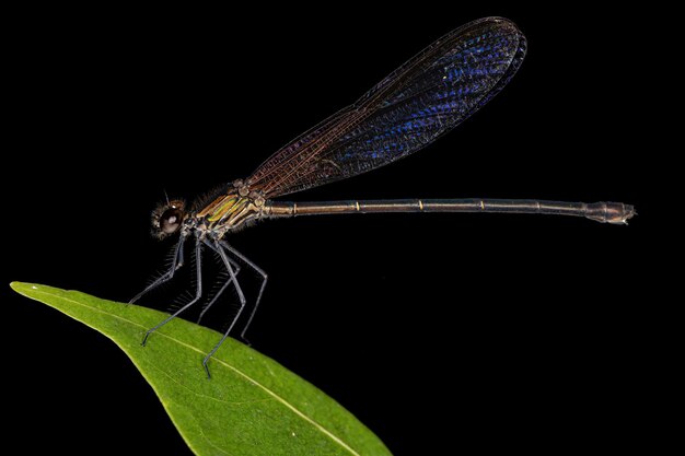 Volwassen breedvleugeljuffer van de familie Calopterygidae