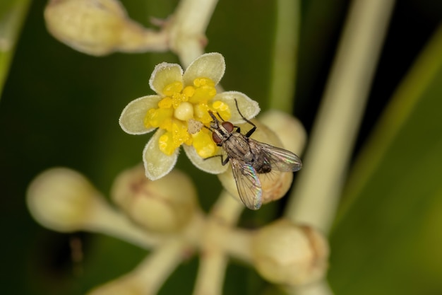 Volwassen Bristle Fly van de familie Tachinidae op kaneelbloemen