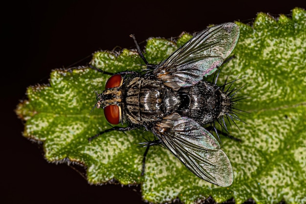Volwassen Bristle Fly