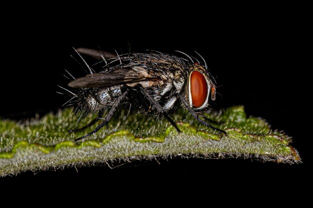 Volwassen Bristle Fly