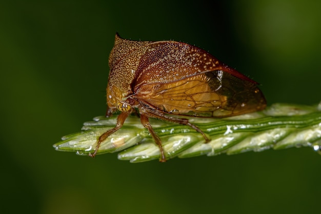 Volwassen Buffalo Treehopper van de stam Ceresini