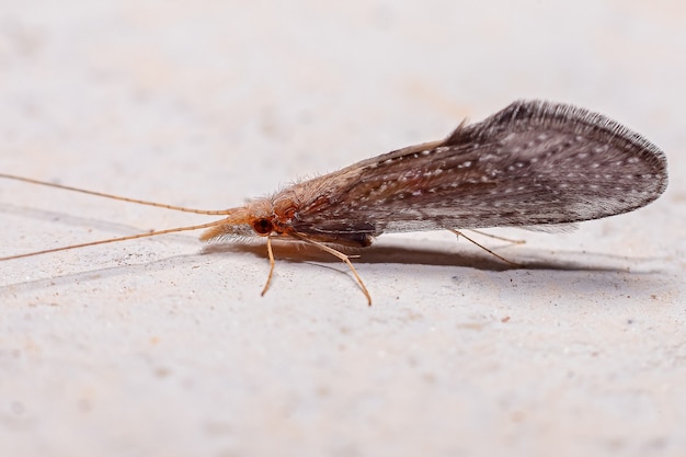 Volwassen Caddisfly-insect van de orde Trichoptera