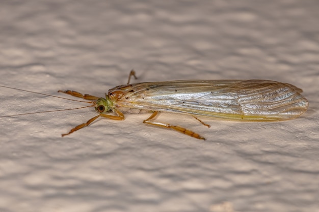 Volwassen Caddisfly-insect van het geslacht Synoestropsis