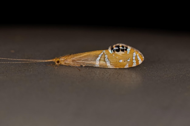 Volwassen Caddisfly-insect