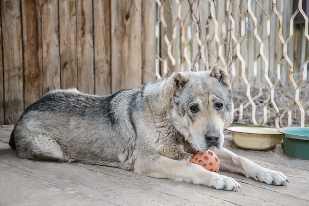 Volwassen Centraal-Aziatische herdershond die met bal ligt