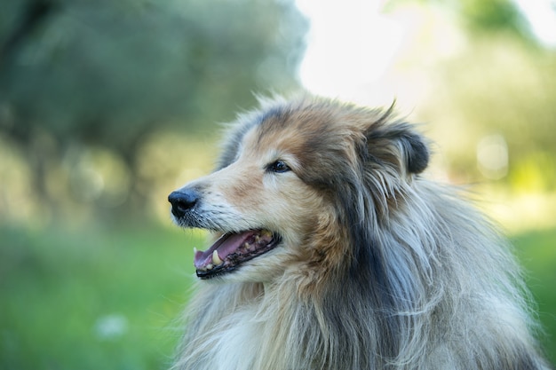 Foto volwassen colley-hond