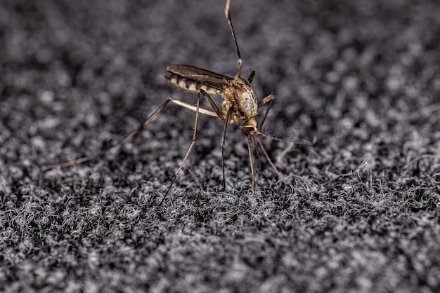 Volwassen Culicine Mosquito