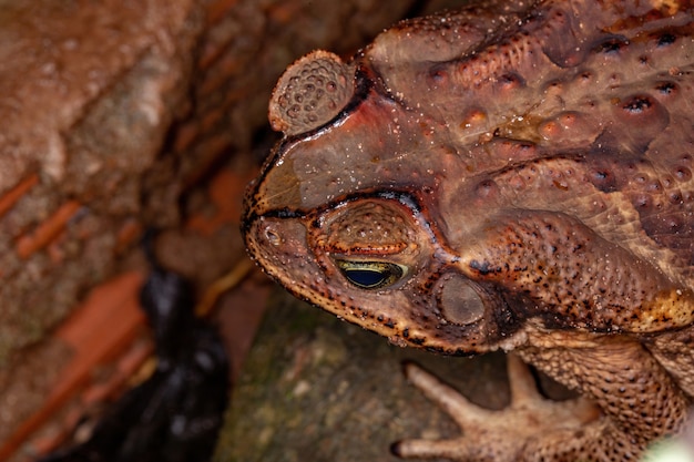 Volwassen Cururu pad van de soort Rhinella diptycha