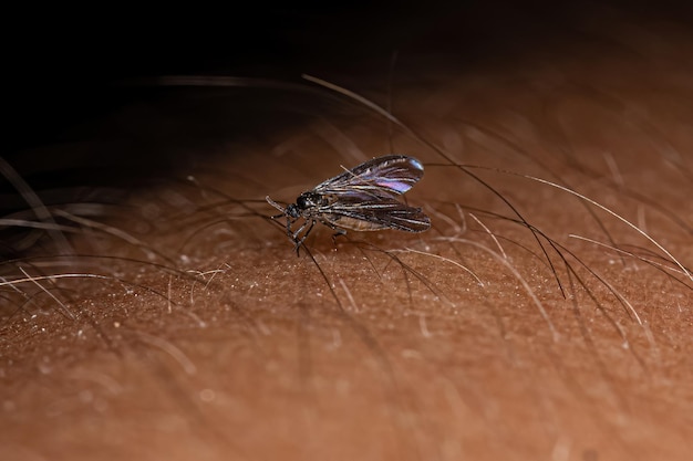 Volwassen Darkwinged Fungus Gnat