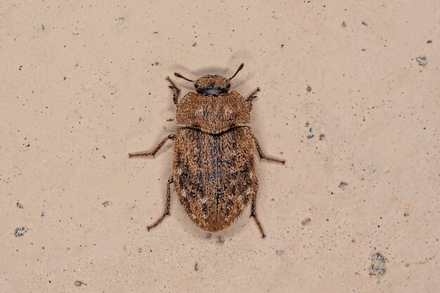 Volwassen duistere kever van de familie Tenebrionidae